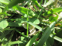 Elophila icciusalis