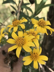 Aldama buddlejiformis
