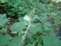 Neolasioptera desmodii