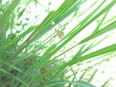 Elophila icciusalis