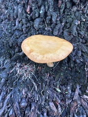 Gymnopilus palmicola