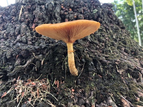Gymnopilus palmicola