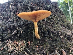 Gymnopilus palmicola