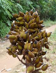 Trichoscypha barbata
