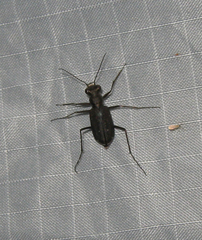 Cicindela punctulata punctulata