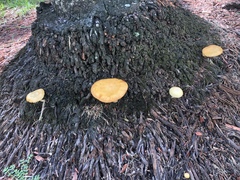 Gymnopilus palmicola