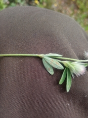 Trifolium arvense