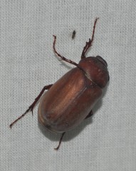Coleoptera