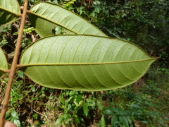 Trichoscypha barbata