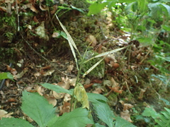Cardamine pentaphyllos