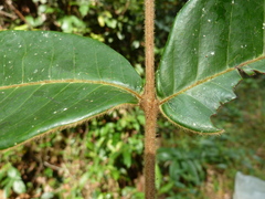 Trichoscypha barbata