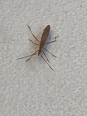 Protenor belfragei