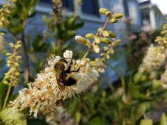 Bombus griseocollis