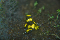 Lehmann's Poison Frog photo 3