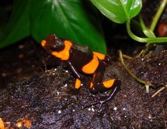 Lehmann's Poison Frog photo 4
