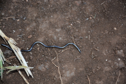Typhlopidae