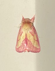 Hyparpax aurora
