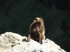 Theropithecus gelada
