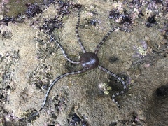 Ophioderma panamense