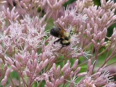 Bombus affinis