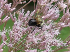 Bombus affinis