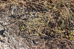 Pulicaria paludosa