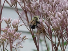 Bombus affinis
