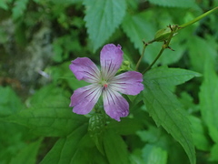 Geranium nodosum