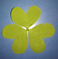 Oxalis bipartita