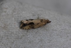 Endothenia nubilana