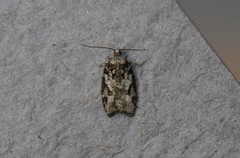 Acleris variana