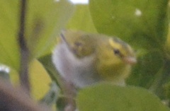 Phylloscopus cantator