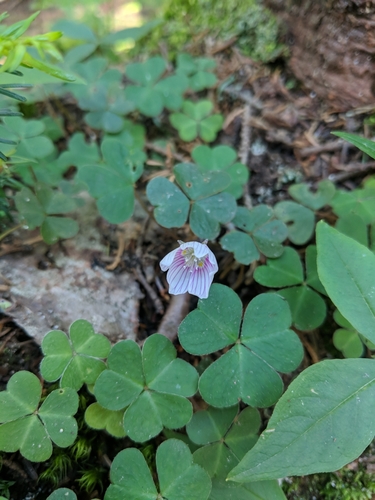 Oxalis montana iNaturalist observation