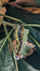 Copaxa multifenestrata