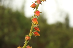 Echeveria bicolor