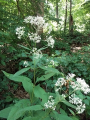 Eutrochium purpureum