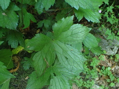 Geranium nodosum