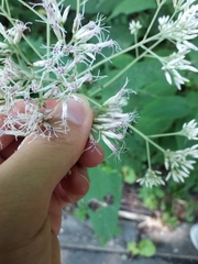 Eutrochium purpureum