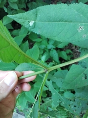 Eutrochium purpureum