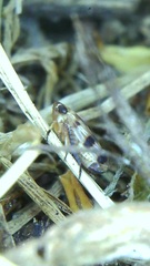 Anoscopus