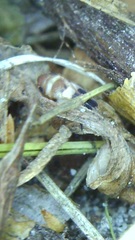 Anoscopus