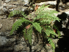 Asplenium fontanum