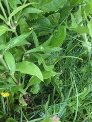 Microbotryum lychnidis-dioicae