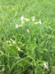 Microbotryum lychnidis-dioicae