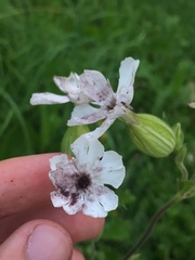 Microbotryum lychnidis-dioicae