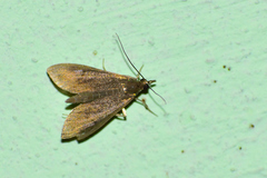 Pyrausta demantrialis