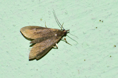 Pyrausta demantrialis