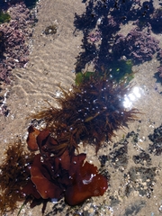 Prionitis lanceolata