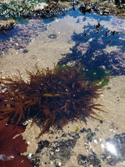 Prionitis lanceolata