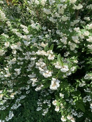 Deutzia parviflora